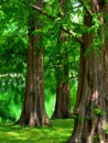 Dawn Redwood Trees