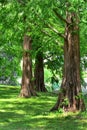 Dawn Redwood Trees