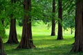 Dawn Redwood Trees