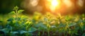 Dawn\'s Serenade: Young Soybeans Embrace the Morning Light. Concept Nature, Sunrise, Soybeans,