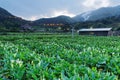 Dawn scenery of a calla lily flower field, a tourist farm in Yangmingshan National Park in suburban Taipei Royalty Free Stock Photo