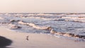 Before dawn on the sea coast, seagulls