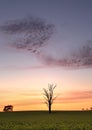 Dawn skies over Canola field