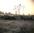 UK, Cotswolds, Frosty field, dawn sun