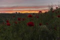 Dawn of the sun on the poppy field Royalty Free Stock Photo