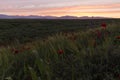 Dawn of the sun on the poppy field Royalty Free Stock Photo