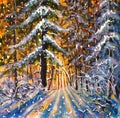 Dawn in the winter forest. Sunrise of a warm yellow sun in a cold blue winter forest. Winter landscape. Large Christmas trees. Pos Royalty Free Stock Photo