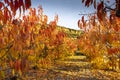 Dawning in a field of cherry cultivation in autumn