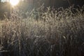 Dawning in winter with sunbeams among icy grasses Royalty Free Stock Photo