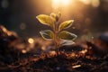 Dawns embrace, plant unfurls, morning sun sparks, natures tender emergence Royalty Free Stock Photo