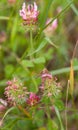 Day active Moth on pink Clover flowers