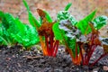 Beetroot plant growing in garden Royalty Free Stock Photo