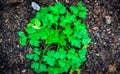 parsley plant growing in garden Royalty Free Stock Photo