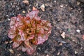 Carrots lettuce plant growing in garden Royalty Free Stock Photo