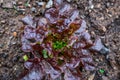 Lettuce plant growing in garden Royalty Free Stock Photo