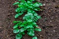 Lettuce plant growing in garden Royalty Free Stock Photo