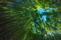 day in a bamboo forest Royalty Free Stock Photo
