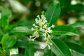 Day blooming jasmine Cestrum diurnum closeup of white flowers, invasive to Florida - Davie, Florida, USA