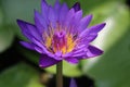 Day-Blooming Tropical Waterlily