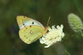 Day butterfly (Colias hyale) Royalty Free Stock Photo