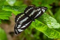 A day butterfly from the family nymphalidae, Neptis sappho. The butterfly is very trusting, is not afraid of a person Royalty Free Stock Photo