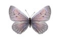 Day butterfly Lycaenidae with white wings and a pink shade. isolated on white background