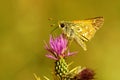 Day butterfly perched on flower, Hesperia comma.