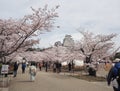 On the day of cherry blossoms in full bloom at Himeji-Jo Castle