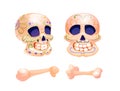 Day of the Dead decorated sugar skulls and bones