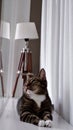 Day-dreaming cat on a window with lamp