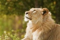 Day Dreaming Lion Royalty Free Stock Photo