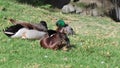 A day at the duck park natures water bird& x27;s Royalty Free Stock Photo