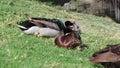 A day at the duck park natures water bird& x27;s Royalty Free Stock Photo