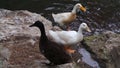 A day at the duck park natures water bird& x27;s Royalty Free Stock Photo