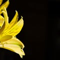 Yellow Easier Spring Day Lilies 009