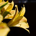 Yellow Easier Spring Day Lilies 011 Royalty Free Stock Photo