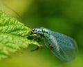 Day fly Ephemeroptera in the green