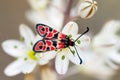 Day-flying Burnet Moth overview - Zygaena fausta