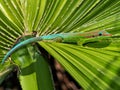 Day gecko posing close-up Royalty Free Stock Photo