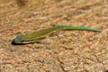 Day gecko posing close-up Royalty Free Stock Photo