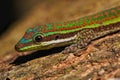 Day gecko posing close-up Royalty Free Stock Photo