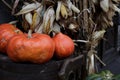 The Day Of Halloween. Large orange pumpkins lie on an old wooden chair against a background of dry corn cobs. Royalty Free Stock Photo