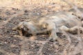 Dissing female lion at ruaha national park tanzania Royalty Free Stock Photo