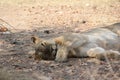 Female lion after getting food at ruaha national park tanzania Royalty Free Stock Photo