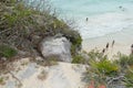 Grey Iguana and Earth Terrain at Tulum Archeological Site