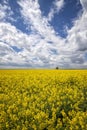 Day landscape with yellow rapeseed field with a lonely tree and amazing sky Royalty Free Stock Photo