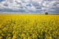 Day landscape with yellow rapeseed field with a lonely tree and amazing sky Royalty Free Stock Photo