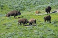 A day in the life of a Bison. Royalty Free Stock Photo