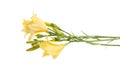 Day lilies bouquet Royalty Free Stock Photo