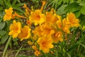 Day Lilies